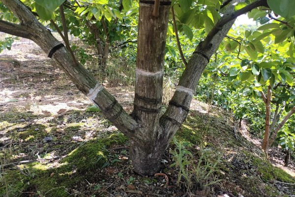 收获杨梅后使用什么肥料,主施有机肥并搭配速效氮肥