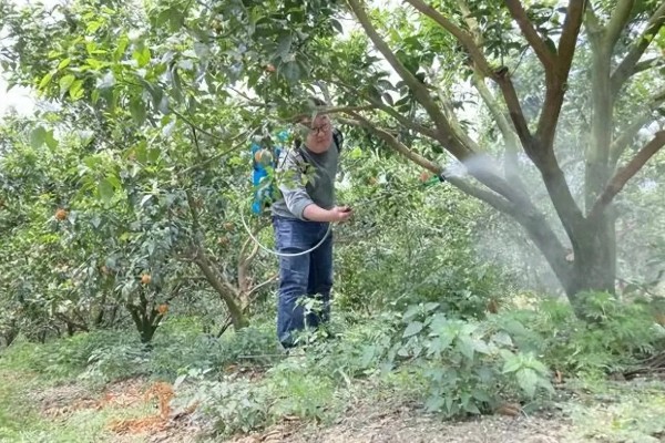 收获杨梅后使用什么肥料,主施有机肥并搭配速效氮肥