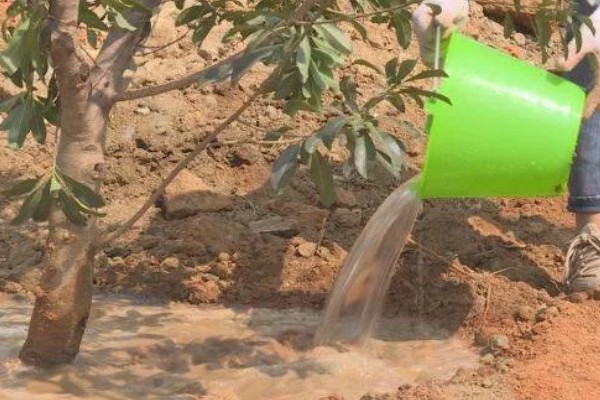 收获杨梅后使用什么肥料,主施有机肥并搭配速效氮肥