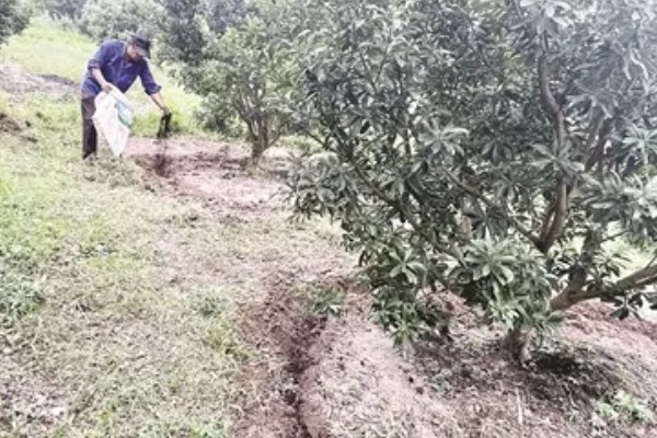 收获杨梅后使用什么肥料,主施有机肥并搭配速效氮肥