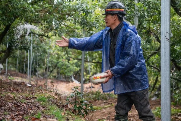 收获杨梅后使用什么肥料,主施有机肥并搭配速效氮肥