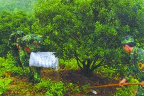 收获杨梅后使用什么肥料,主施有机肥并搭配速效氮肥