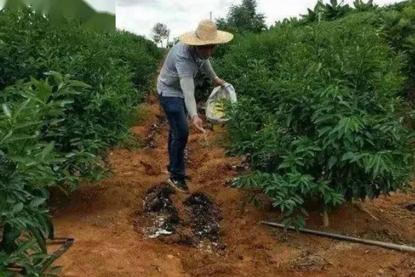 收获杨梅后使用什么肥料,主施有机肥并搭配速效氮肥