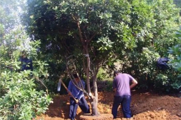 收获杨梅后使用什么肥料,主施有机肥并搭配速效氮肥