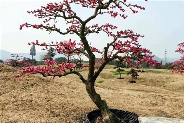 家里种红梅有哪些寓意，寓意生活红火、吉祥幸福等