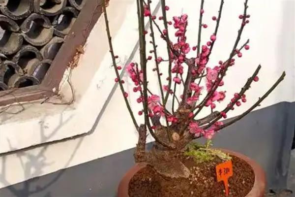 家里种红梅有哪些寓意，寓意生活红火、吉祥幸福等