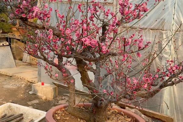 家里种红梅有哪些寓意，寓意生活红火、吉祥幸福等