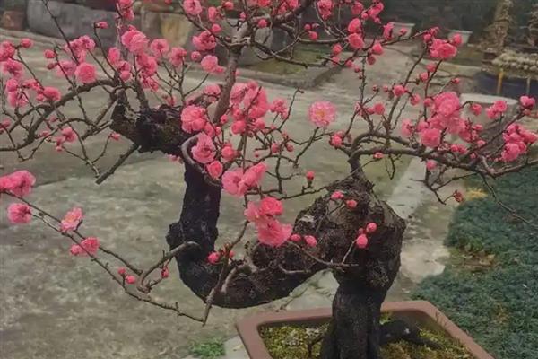 家里种红梅有哪些寓意，寓意生活红火、吉祥幸福等