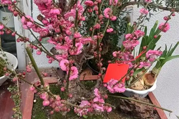 家里种红梅有哪些寓意，寓意生活红火、吉祥幸福等