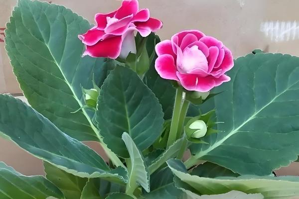 大岩桐花期要注意什么，每隔4-5天浇一次水