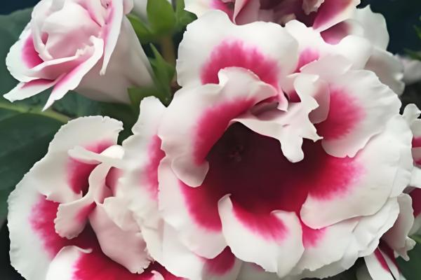 大岩桐花期要注意什么，每隔4-5天浇一次水