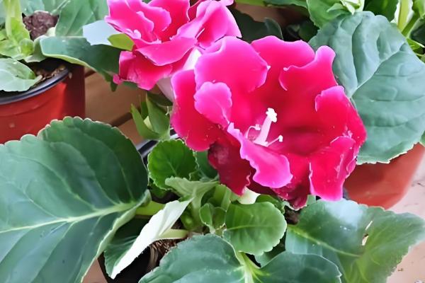 大岩桐花期要注意什么，每隔4-5天浇一次水