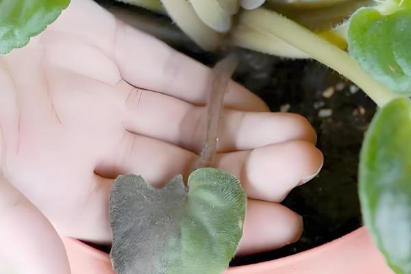 大岩桐花期要注意什么，每隔4-5天浇一次水