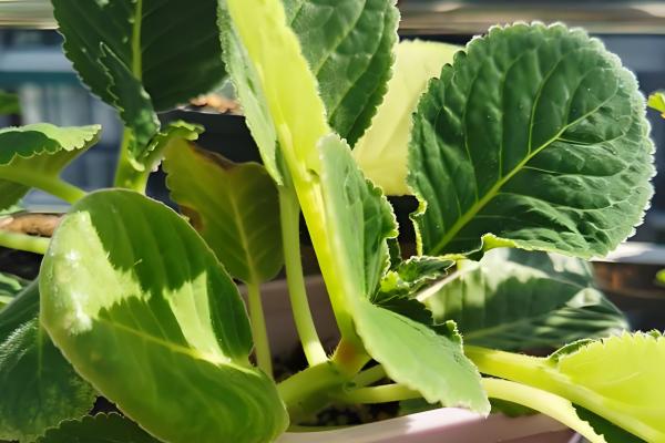 大岩桐花期要注意什么，每隔4-5天浇一次水