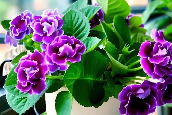 大岩桐花期要注意什么，每隔4-5天浇一次水