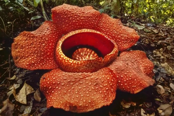 大王花有没有香味,开花后具有刺鼻的腐臭味