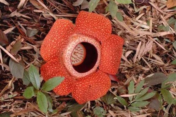 大王花有没有香味,开花后具有刺鼻的腐臭味