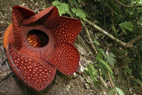 大王花有没有香味,开花后具有刺鼻的腐臭味