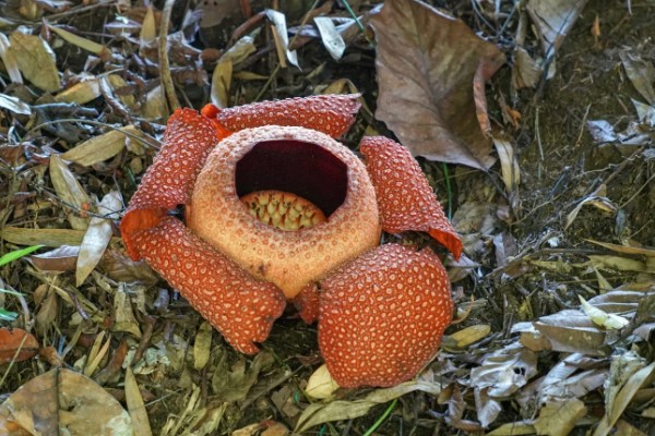 大王花有没有香味,开花后具有刺鼻的腐臭味
