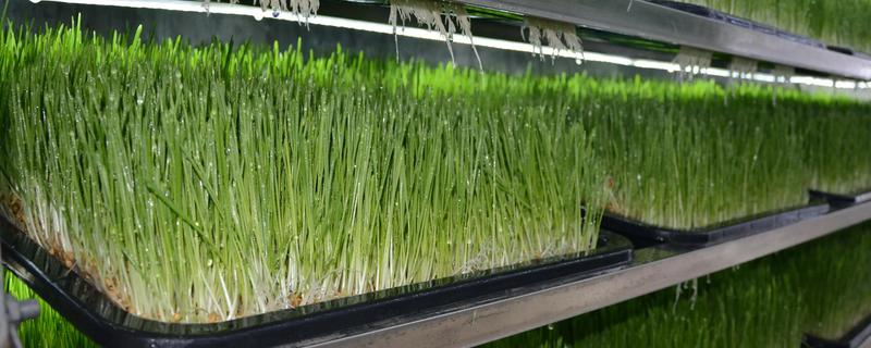 水培大麦苗如何种植，适宜生长在湿润的环境中