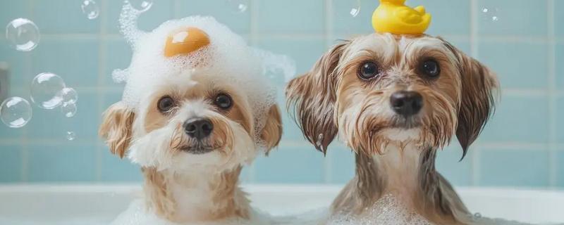 狗洗澡用沐浴露还是洗发水，要使用狗狗专用的洗护产品