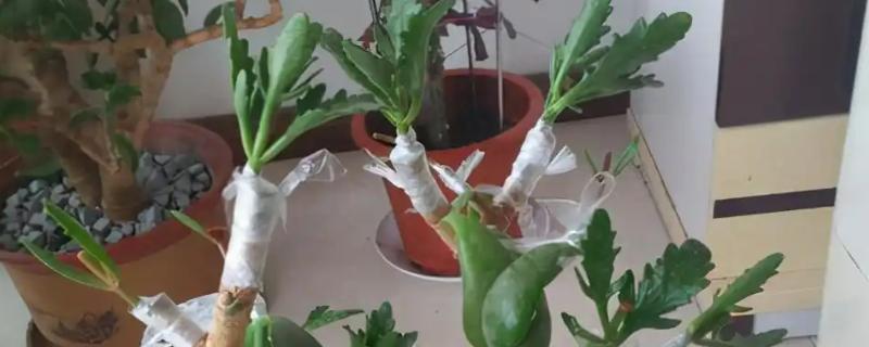 玉树嫁接长寿花的方法，把接穗插在砧木的伤口中并涂抹愈合剂