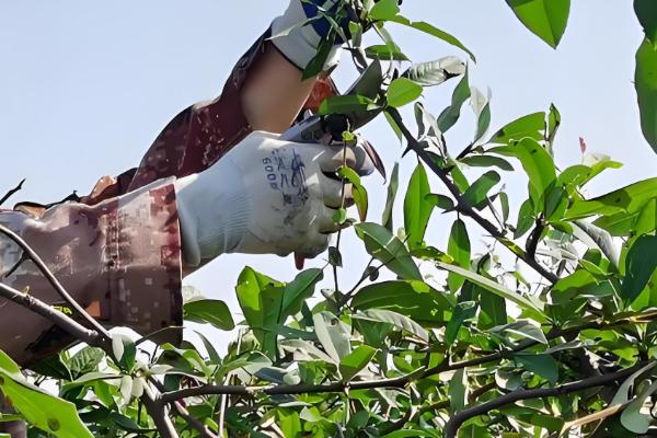 果树夏季修剪的主要任务,后期可以增加产量