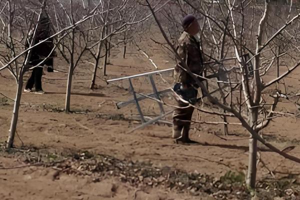 果树夏季修剪的主要任务,后期可以增加产量