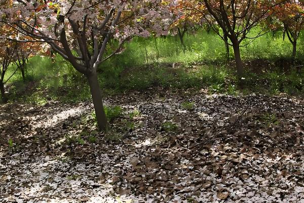 果树夏季修剪的主要任务,后期可以增加产量