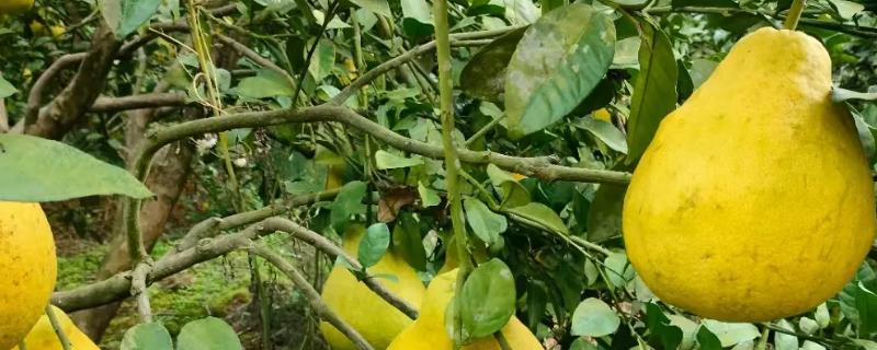 沙田柚的产地有哪些，是广西壮族自治区容县的土特产