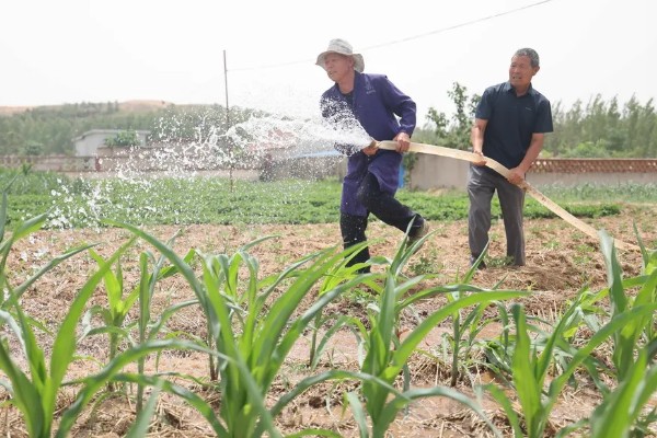 玉米的田间管理方法，拔节长穗期要及时浇水