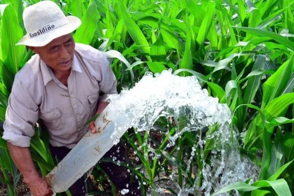 玉米的田间管理方法，拔节长穗期要及时浇水