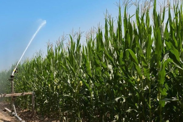 玉米的田间管理方法，拔节长穗期要及时浇水