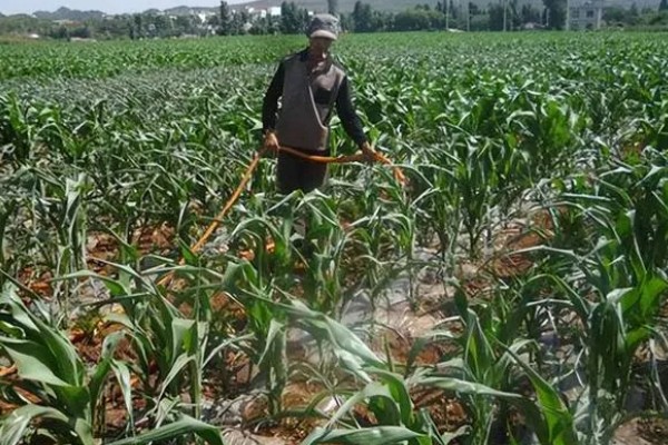 玉米的田间管理方法，拔节长穗期要及时浇水