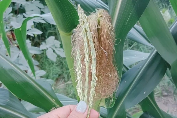 玉米的田间管理方法，拔节长穗期要及时浇水