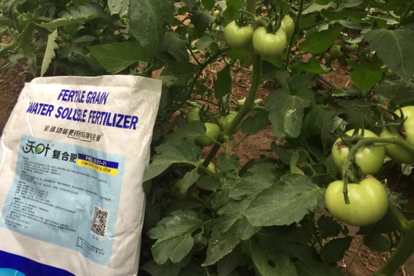 种植秋冬茬番茄的要点，定植5-7天后要浇缓苗水