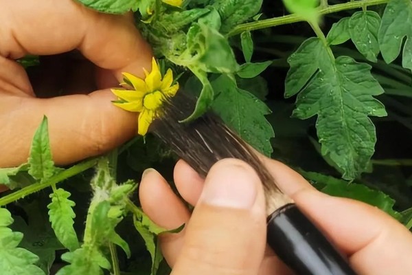 种植秋冬茬番茄的要点，定植5-7天后要浇缓苗水