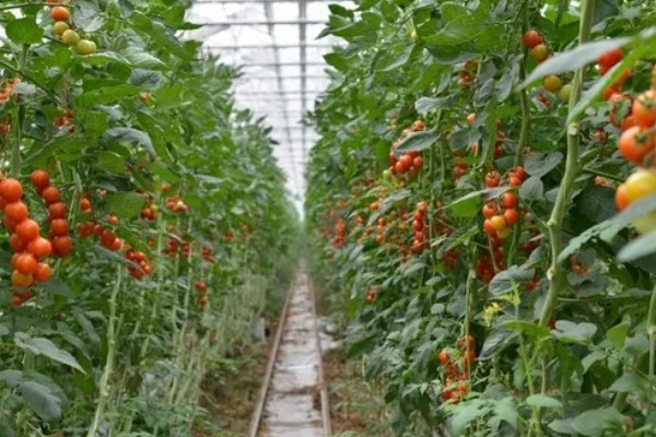 种植秋冬茬番茄的要点，定植5-7天后要浇缓苗水