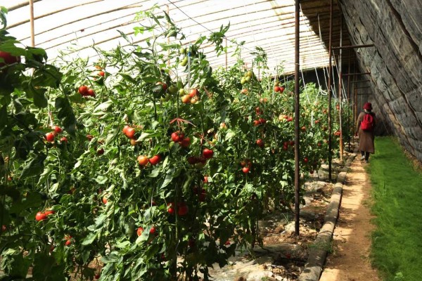 种植秋冬茬番茄的要点，定植5-7天后要浇缓苗水