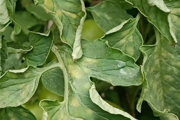 种植秋冬茬番茄的要点，定植5-7天后要浇缓苗水