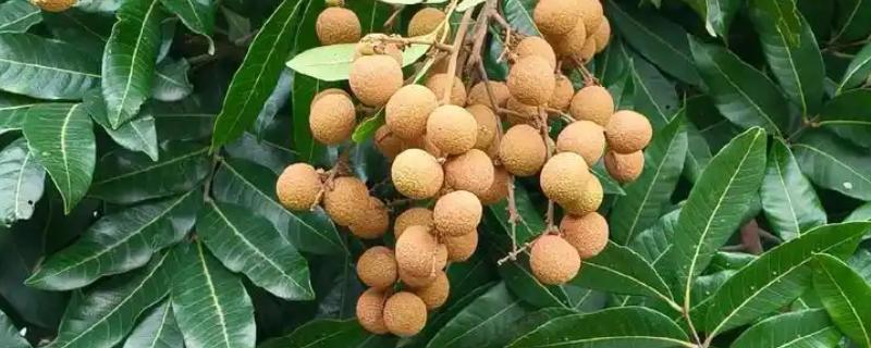 龙眼北方能种吗，北方只能选择盆栽种植