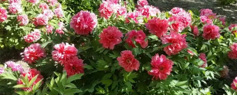 百花之王是哪种花，是牡丹花