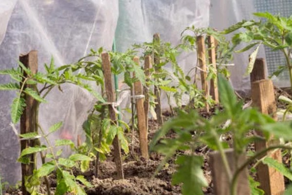 种植秋冬茬番茄的要点，定植5-7天后要浇缓苗水