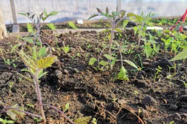 种植秋冬茬番茄的要点，定植5-7天后要浇缓苗水