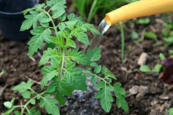 种植秋冬茬番茄的要点，定植5-7天后要浇缓苗水
