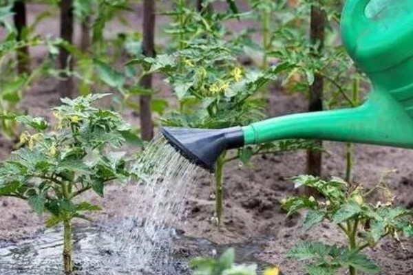 种植秋冬茬番茄的要点，定植5-7天后要浇缓苗水