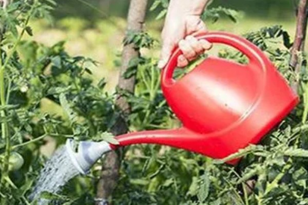 种植秋冬茬番茄的要点，定植5-7天后要浇缓苗水