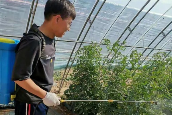 种植秋冬茬番茄的要点，定植5-7天后要浇缓苗水