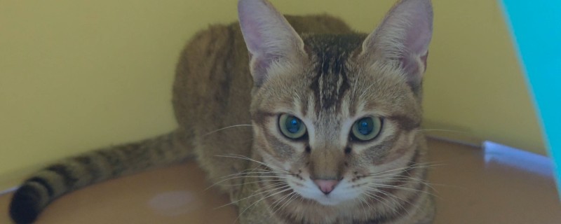 猫伤口化脓怎么处理，需及时进行伤口清洗和消毒