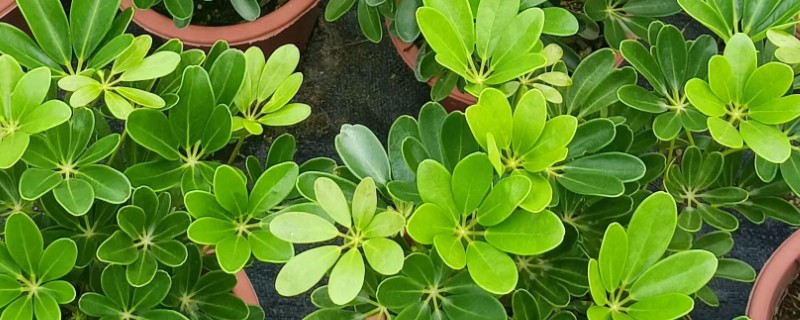 鹅掌木发黑掉叶子怎么处理，需要充足的光照